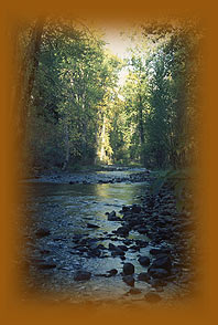 Ninemile Creek, Montana